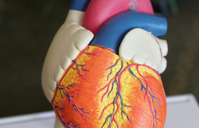 heart